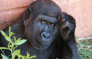 Szympansy „budują zdania”. Zaskakujące badania naukowców