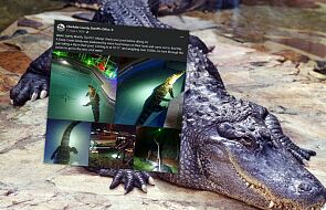 250-kilogramowy krokodyl pływał w prywatnym basenie na Florydzie