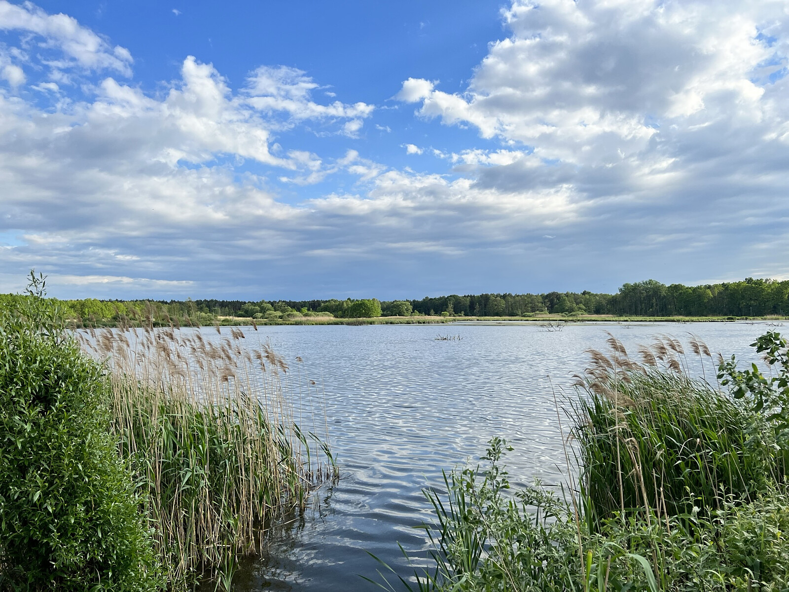 Zbiornik Mokre Łąki w Kampinoskim Parku Narodowym | fot. Piotr Kosiarski