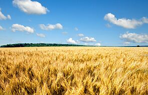 Ukraina. Związek Zbożowy: produkcja pszenicy na Ukrainie spadnie o 40 proc.