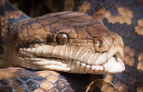 Python Challenge odpowiedzią na plagę węży na Florydzie