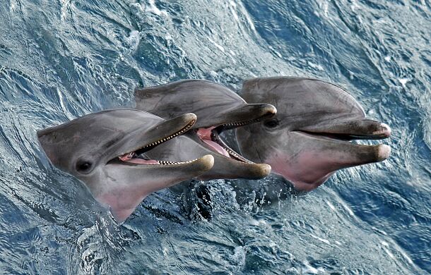 Z powodu wojny na Ukrainie giną delfiny w Morzu Czarnym