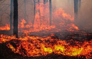 Rosja: na Syberii i Dalekim Wschodzie w tym roku spłonęło już ponad milion hektarów lasów