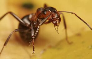 Plują kwasem, oślepiając ofiary. Niebezpieczne mrówki niszczą uprawy, zabijają zwierzęta i zagrażają ludziom