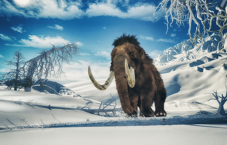 Odkryto doskonale zachowane szczątki małego mamuta. Czy naukowcy ożywią ten gatunek?