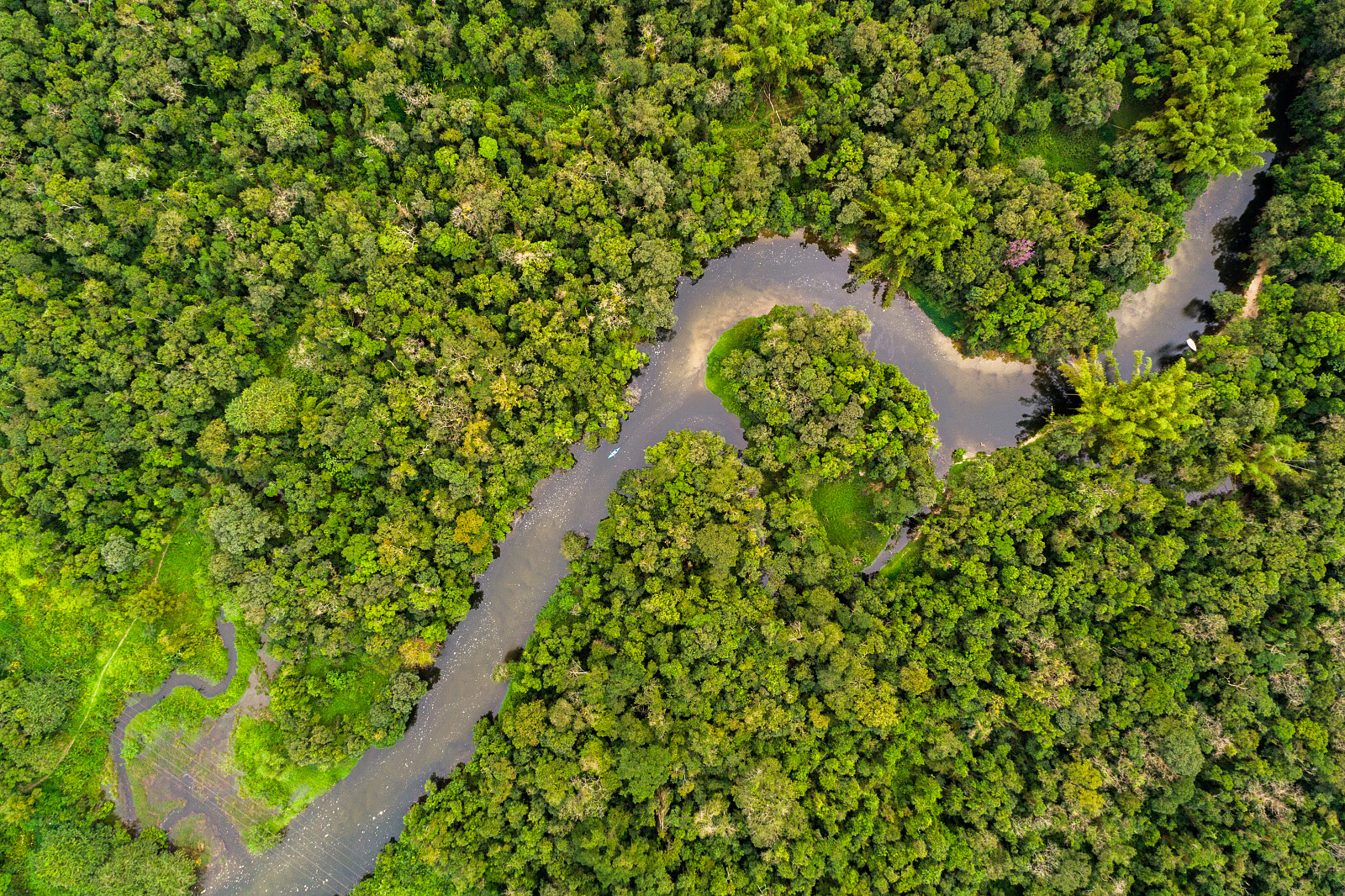 Amazonas.  La selva tropical más grande del mundo está siendo eliminada a un ritmo alarmante