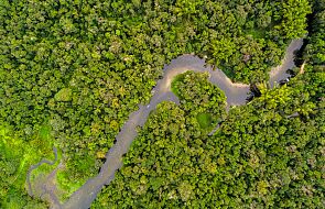 Amazonia. Największy las deszczowy świata jest wycinany w zastraszającym tempie