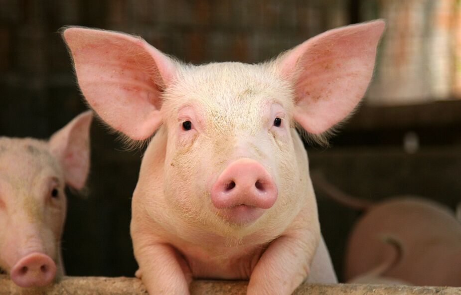 Transgeniczne świnie mają sześć ludzkich genów. Ich serca przeszczepiono w ramach eksperymentu