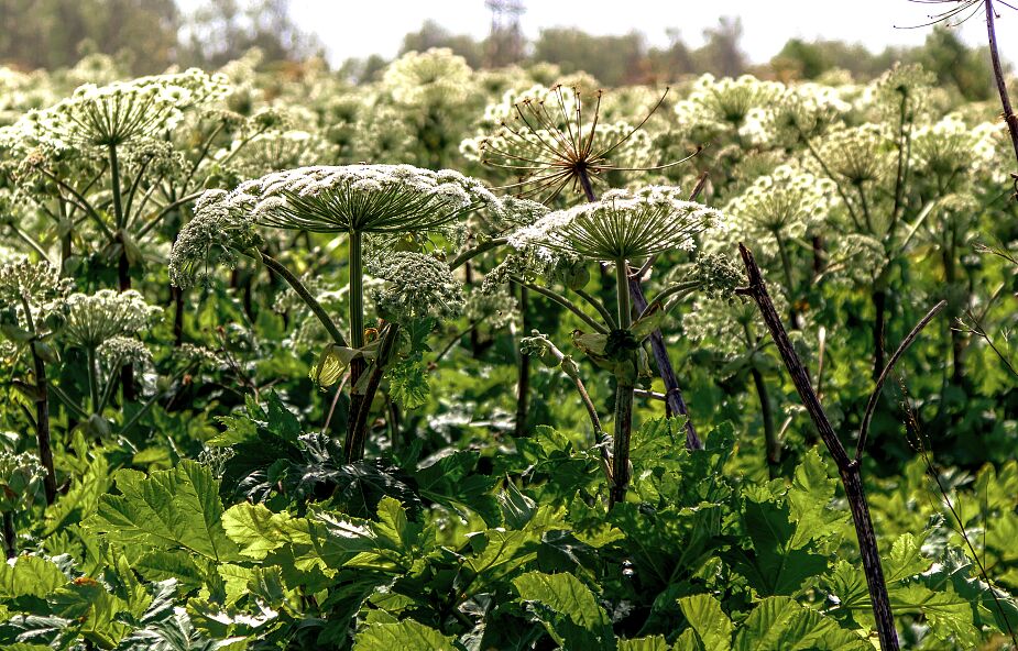 Eksperci ostrzegają przed barszczem Sosnowskiego. "To jedna z najbardziej toksycznych roślin w Polsce"