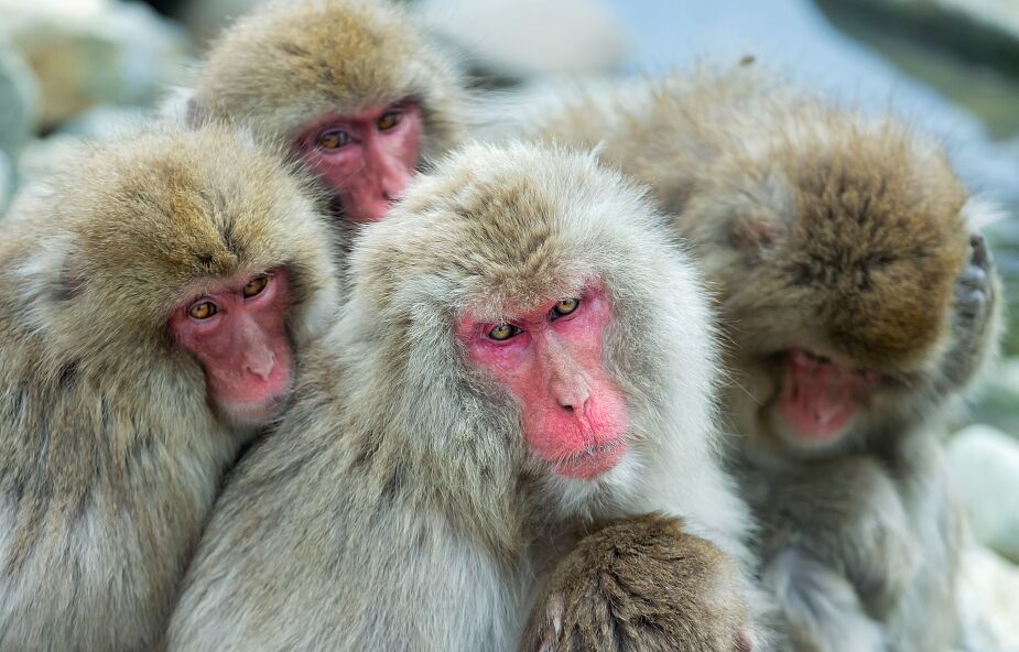 Japonia: W ostatnich tygodniach małpy zaatakowały 42 osoby