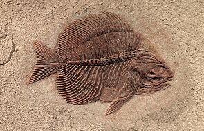 Prehistoryczna ryba wyszła na ląd, po czym zmieniła zdanie