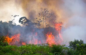Brazylia: pożary w Amazonii. Tak źle nie było od 15 lat