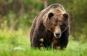 Jak się zachować, gdy na szlaku spotkasz niedźwiedzia? Te rady mogą cię uratować