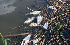 Kraków: śnięte ryby na terenie Bielańsko-Tynieckiego Parku Krajobrazowego