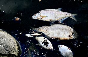 Śnięte ryby w rzece Ner. Przyczyną mogła być przyducha