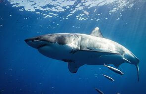 Pierwszy od 150 lat przypadek ataku rekina na brytyjskich wodach