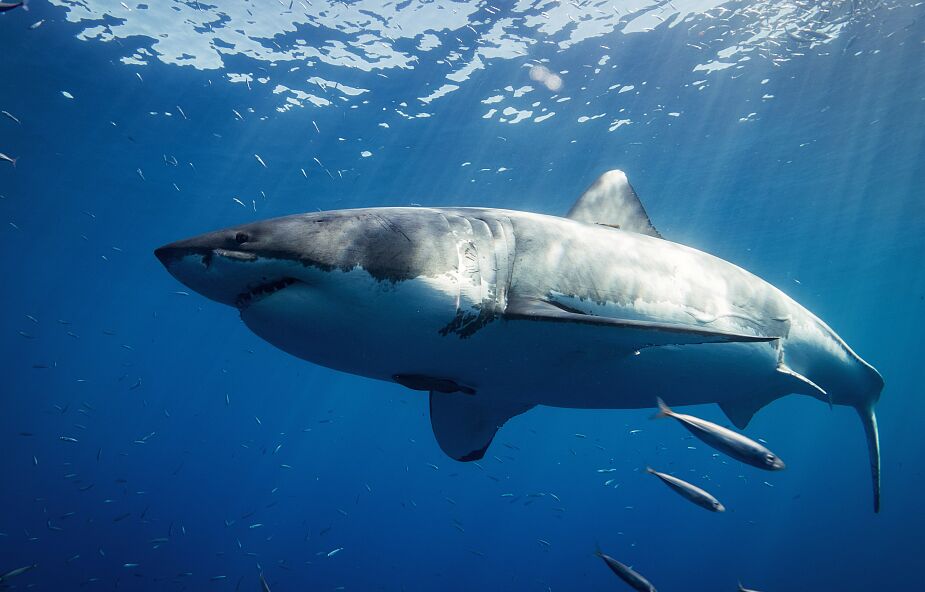 Pierwszy od 150 lat przypadek ataku rekina na brytyjskich wodach