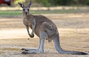 Australia: mężczyzna zabity przez trzymanego w domu kangura