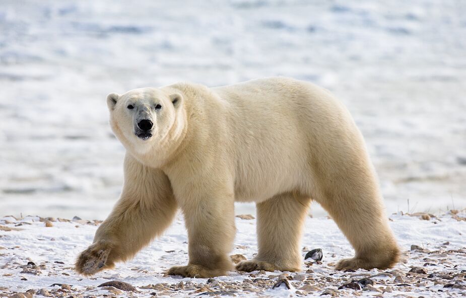 Niedźwiedź polarny zabił na Alasce kobietę i chłopca
