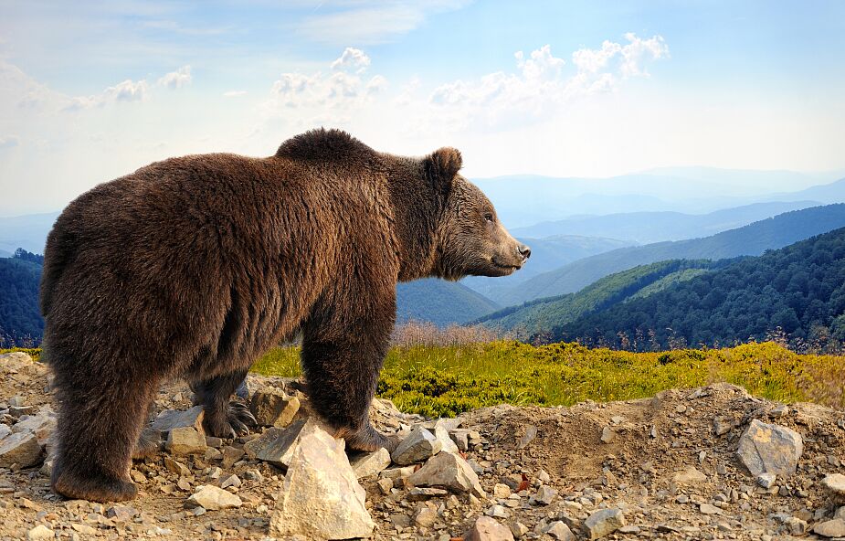 Cztery najgroźniejsze tatrzańskie niedźwiedzie dostaną... obroże