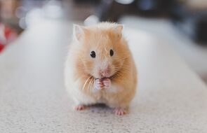 Zarodki myszy po raz pierwszy wyhodowane w kosmosie. Naukowcy chcieli wiedzieć, czy ciąża w kosmosie może być bezpieczna dla ludzi