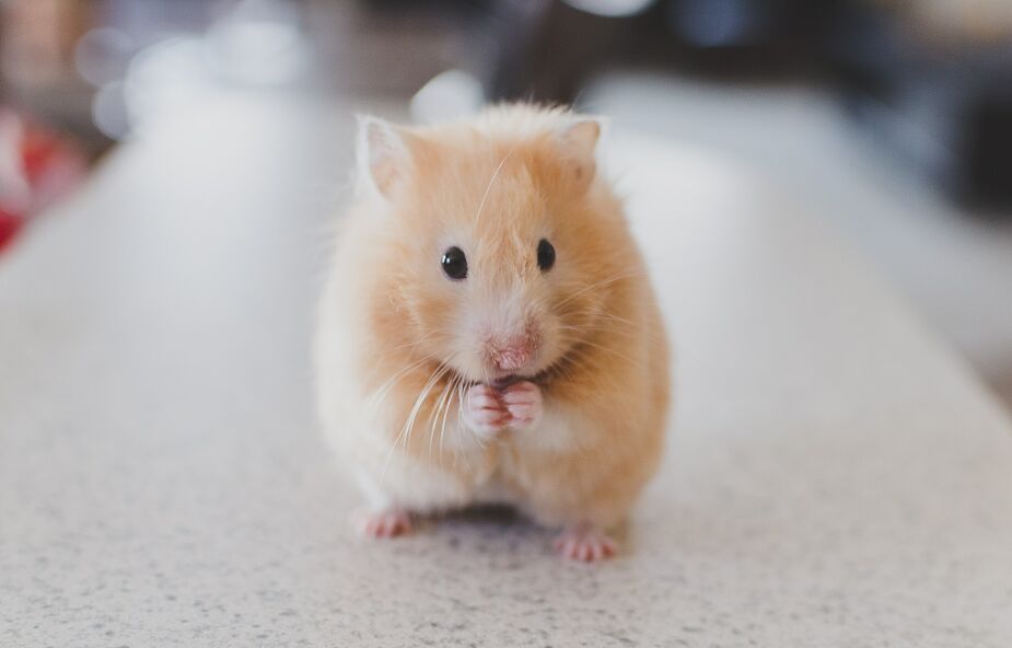 Zarodki myszy po raz pierwszy wyhodowane w kosmosie. Naukowcy chcieli wiedzieć, czy ciąża w kosmosie może być bezpieczna dla ludzi