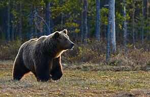 Atak niedźwiedzia w Bieszczadach. Poszkodowany ma rany szarpane i kąsane twarzoczaszki, ramienia oraz pleców