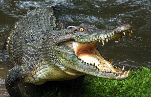 Mężczyzna ugryzł krokodyla. Dzięki temu przeżył atak zwierzęcia