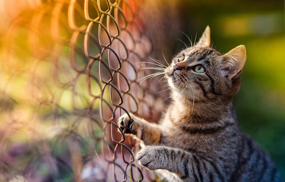 Koty domowe zjadają ponad 2000 gatunków zwierząt. Wiele z nich jest zagrożonych wyginięciem