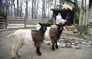 Krakowski ogród zoologiczny zaprasza w Boże Narodzenie do żywej szopki