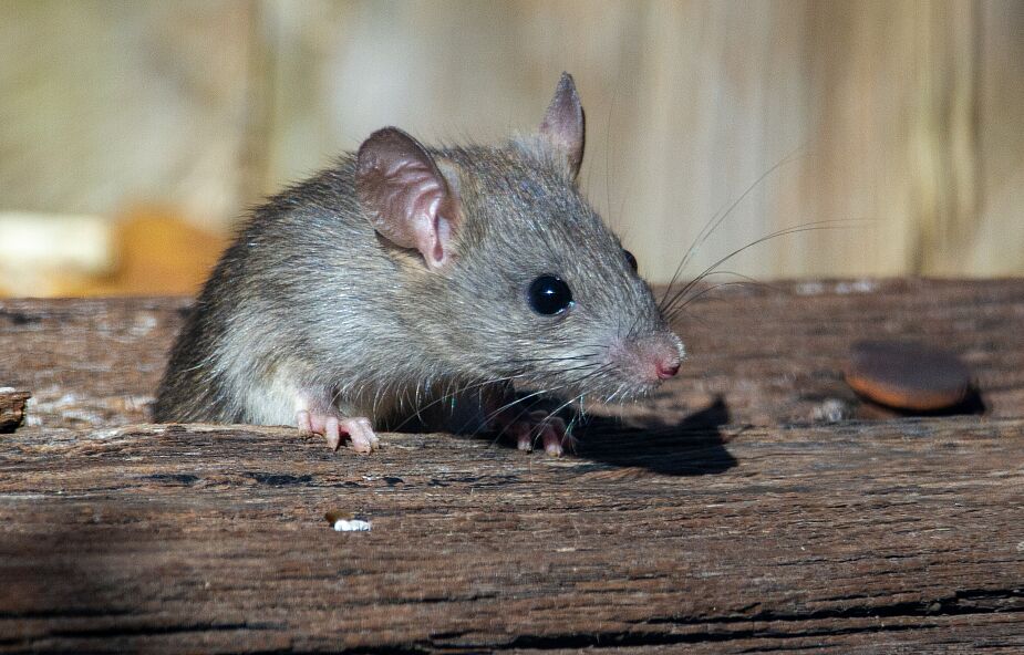 Myszy przechodzą test lustra. Co to oznacza?