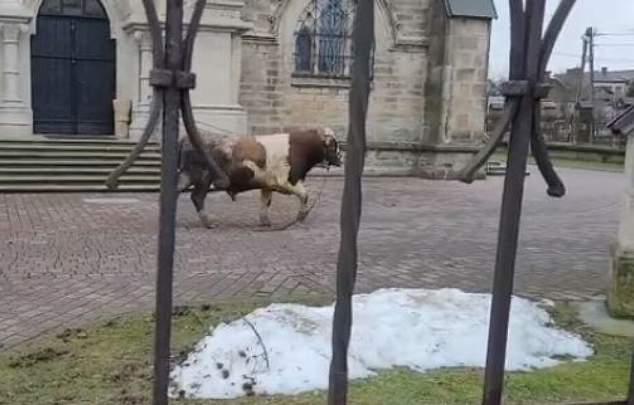 Byk uciekł i biegał po ulicach Ciężkowic. Został zatrzymany na kościelnym placu