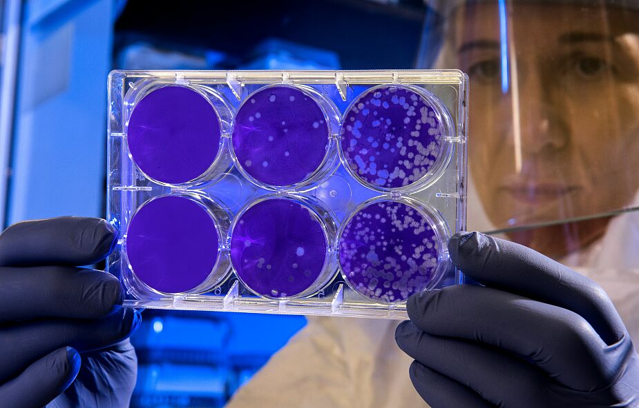 Zmodyfikowane bakterie znajdą nowotwór i doniosą komu trzeba