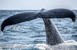Wieloryb widziany w Bałtyku. Pływał 70 km od Zatoki Gdańskiej