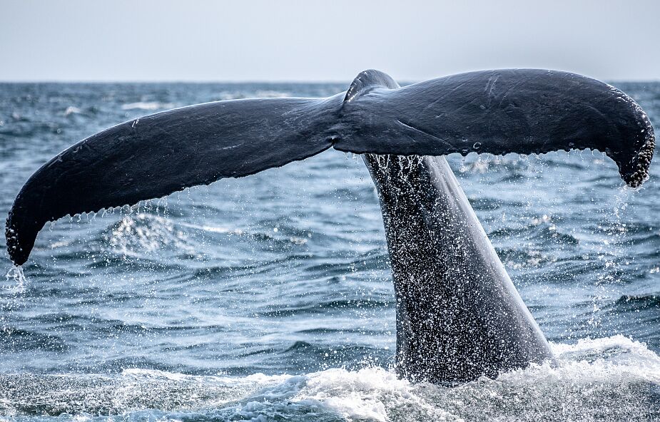 Wieloryb widziany w Bałtyku. Pływał 70 km od Zatoki Gdańskiej