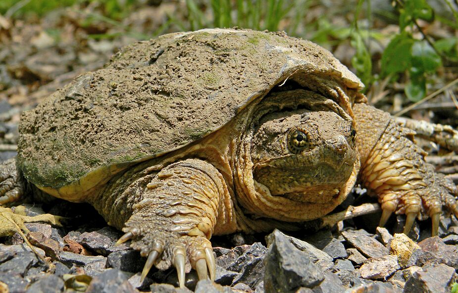 Wyjątkowo niebezpieczny żółw jaszczurowaty złapany pod Warszawą. Zwierzę może odgryźć człowiekowi dłoń