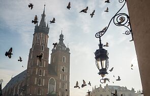 Krakowski Rynek Główny, gołębie i zaczarowani w nich średniowieczni rycerze