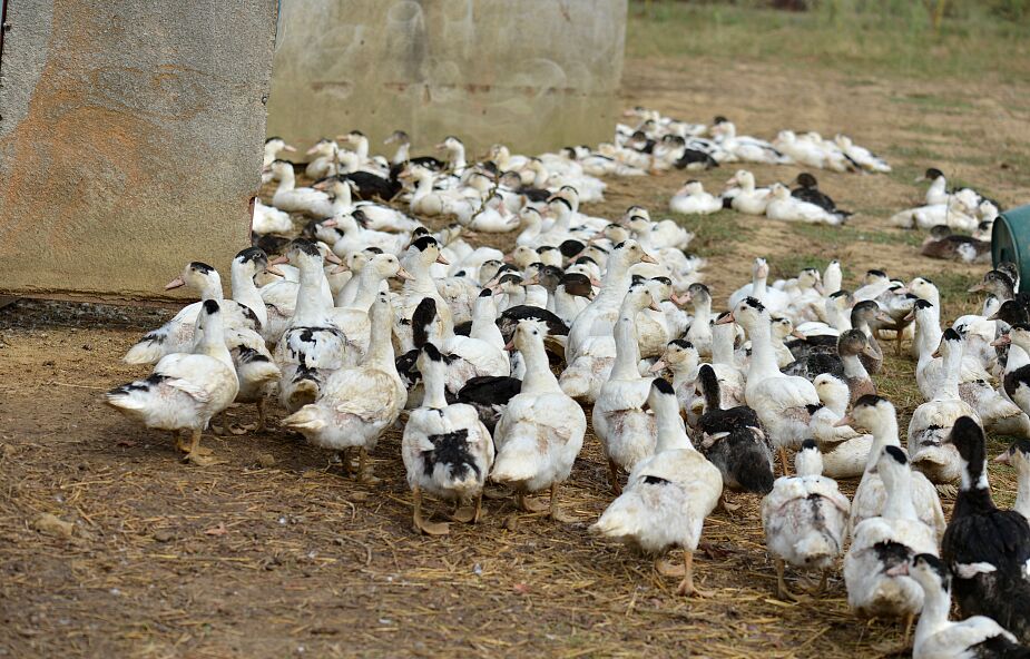Ptasia grypa zaatakowała kaczki w Wielkopolsce. Zagazowanych zostanie 37 tys. zwierząt