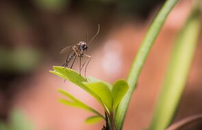 Brazylia: Powstaje największa na świecie hodowla komarów. Do czego będzie służyć?