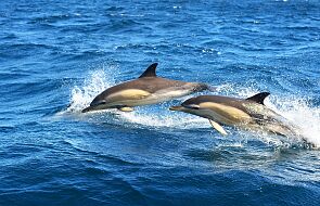 Naukowcy z UR: delfinom z Morza Czarnego grozi wyginięcie; to skutek wojny w Ukrainie
