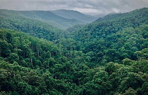 Cud w amazońskiej dżungli. Czworo dzieci, po katastrofie lotniczej, przeżyło tam dwa tygodnie