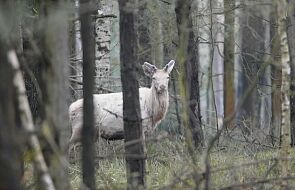 Mityczny jeleń uwieczniony na nagraniu w polskim lesie  [WIDEO]
