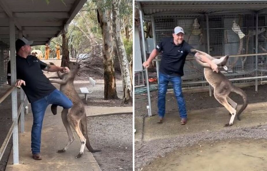 Mężczyzna stanął w obronie kobiety i stoczył bój z kangurem. Nagranie stało się hitem sieci