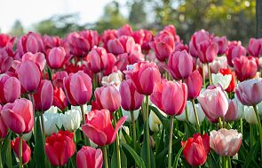 Ogłoszono narodowy kwiat Holendrów. Nie został nim tulipan