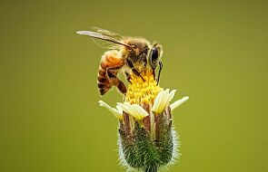 Dzikie pszczoły coraz mniejsze. W tym tempie "stawką będzie przetrwanie populacji"