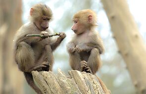 Najmniejsze małpy świata urodziły się w Zoo w Chorzowie. "Są zdrowe i silne"