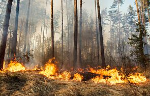 Kanada: pożary lasów to od początku roku 290 mln ton emisji węglowych