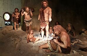 Kamienne narzędzia neandertalskie sprzed 130 tys. lat odkryto w Raciborzu