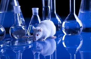 Wielka Brytania: 16 mln zwierząt użytych do eksperymentów w ośrodkach badawczych