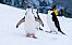 Pingwiny na Antarktydzie zagrożone. Może je zabić ptasia grypa